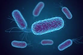 Rolul antibioticelor în organism