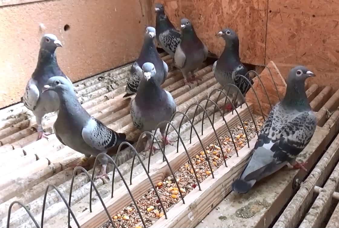 Rolul componentelor naturale în susținerea sănătății porumbeilor voiajori