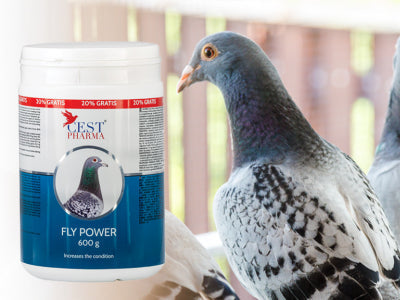 FLY POWER – PROBABIL CEL MAI BUN CONDIȚIONATOR DE CONCURSURI!!!