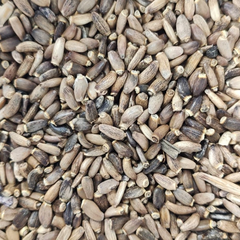 Seminte de armurariu - 1 Kg – Vanrobaeys